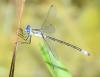 Lestes dryas